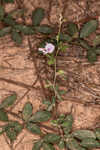 Creeping lespedeza